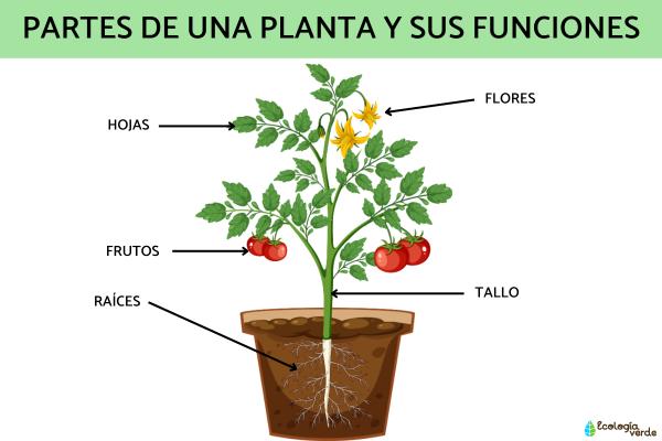 Las plantas fuente de vida